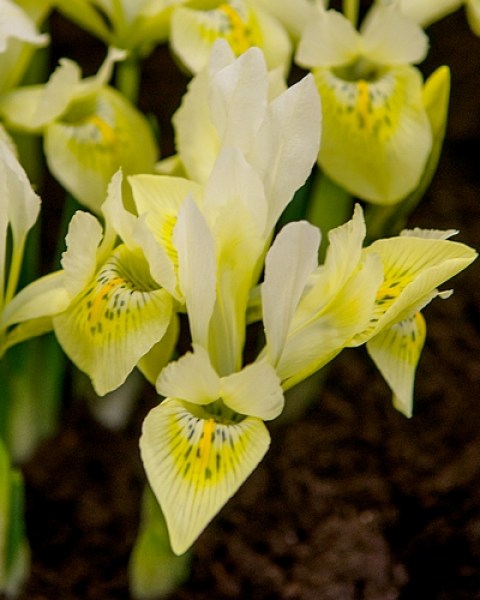 Iris katharines gold
